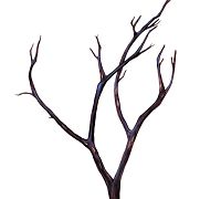 Алектория Говарда (Красная книга Архангельской области)