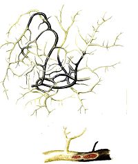 Бриория двухцветная (Красная книга Архангельской области)