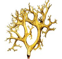 Эверния очень ломкая (Красная книга Архангельской области)