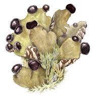 Пельтигера жилковатая (Красная книга Архангельской области)