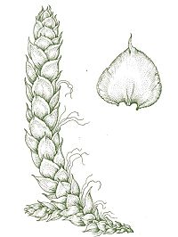 Миурелла тончайшая (Красная книга Архангельской области)