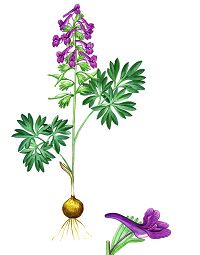 Хохлатка плотная (Красная книга Архангельской области)