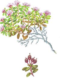 Луазелерия лежачая (Красная книга Архангельской области)