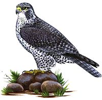 Кречет (Красная книга Архангельской области)