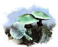 Строфария сине-зелёная (Красная книга Архангельской области)