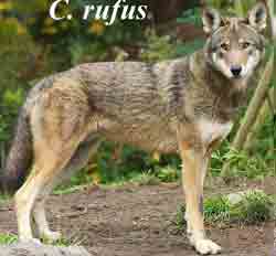 Хищные животные