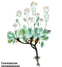 Смеловския неожиданная