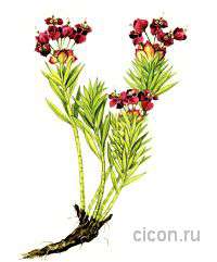 Молочай жесткий
