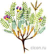Остролодочник почти-длинноножковый