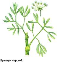 Критмум морской