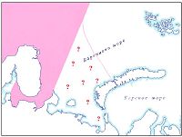 Высоколобый бутылконос
