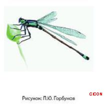 Тонкохвост аральский