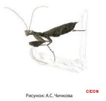 Богомол-крошка