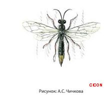 Харакопигус черноногий (Челябинская область).