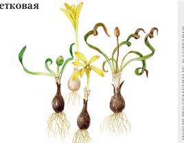 Штернбергия безвременникоцветковая
