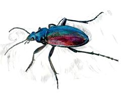 Пахучий красотел. Красная книга Тюменской области