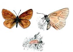 Пятнистокрылка черноватая. Красная книга Тюменской области