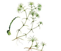 Каулиния малая. Красная книга Тюменской области