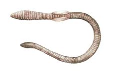 Закавказская эйзения