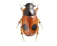 Двупятнистый афодий