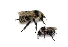 Редчайший шмель