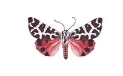 Монгольская медведица