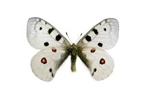 Обыкновенный аполлон