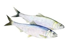 Волжская сельдь