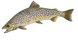 Эйзенамская форель