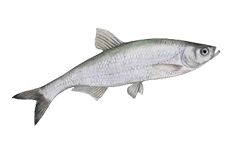 Азово-черноморская шемая