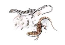 Пискливый геккончик