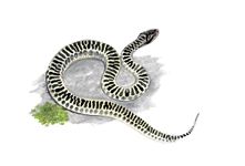 Гадюка динника