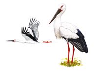 Дальневосточный аист