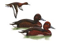 Белоглазый нырок