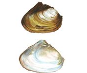 Бугорчатая кристария