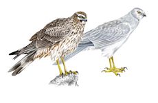 Степной лунь