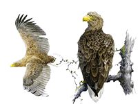 Орлан-белохвост