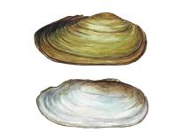 Кийская анемина