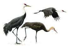 Черный журавль