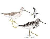 Охотский улит