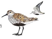 Чернозобик