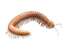 Желтоватый эвригирус