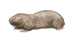 Гигантский слепыш