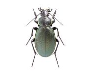 Жужелица геблера