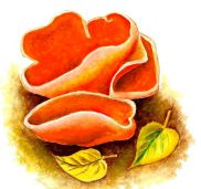Алеврия оранжевая
