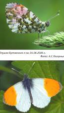 Зорька, или аврора