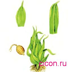 Фаск кривошеий