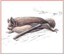 Прудовая ночница (Свердловской обл.)