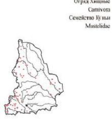 Речная выдра. Область распространения. Свердловская область.