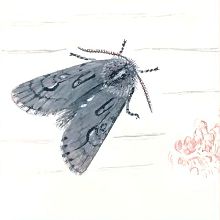 Саянская совка (Свердловской обл.)